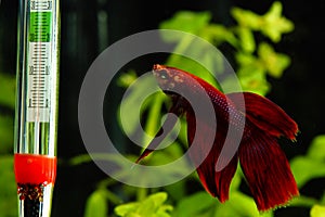 Betta splendens