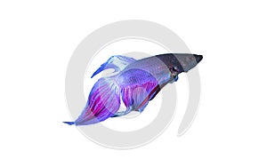 Betta Splendens