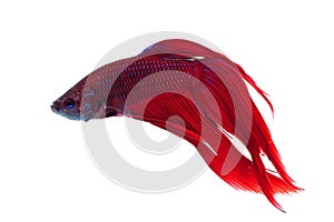 Betta splendens