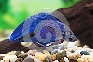 Betta splendens