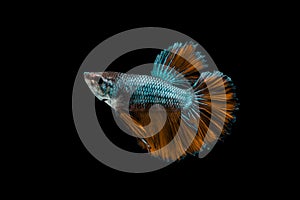 Betta splendens,on black background .