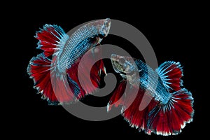 Betta splendens,on black background .