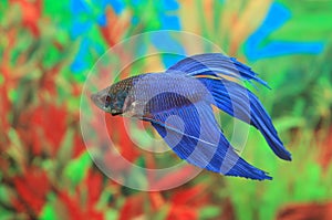 Betta splendens of blue color