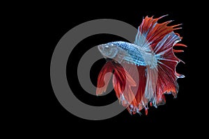 Betta splendens fighting fish Thailand on isolated black background. The moving moment beautiful of blue&red Siamese betta