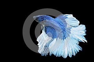 Betta splendens fighting fish Thailand on isolated black background. The moving moment beautiful of blue&white Siamese betta