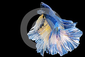 Betta splendens fighting fish Thailand on isolated black background. The moving moment beautiful of blue&white Siamese betta