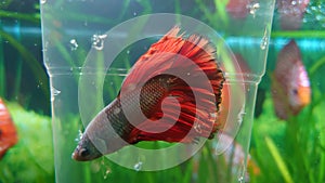 Betta Splendens - fresh water aquarium species photo