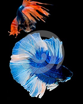 Betta splendens Halfmoon Red Dragon Siamese fighting fish