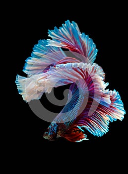 Betta splendens Halfmoon Siamese fighting fish