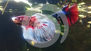 Betta Splendens male - Malaysian fighter fish