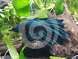 Betta Splendens & x27;Timaeus& x27;