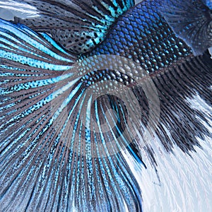 Betta tail fish abstract