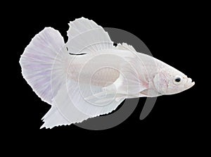 Betta White Dumbo Ear HMPK Halfmoon plakat Male or Plakat Fighting Fish Splendens