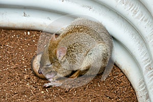 Bettong