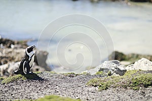 Betty`s Bay Penguin soaking the sun in South Africa