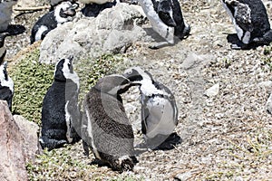 African penguin on the rocks near the ocean in Betty`s Bay, Western Cape, South Africa