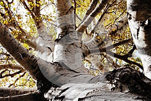 Betula Aetnensis Silver Birch