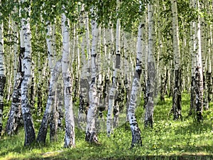Betula. Birch forest in the summer.