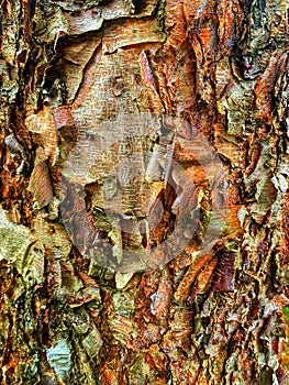 Betula davurica tree bark peeling off