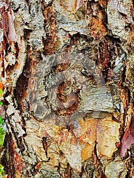 Betula davurica tree bark peeling off