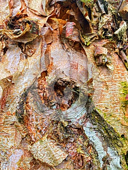 Betula davurica tree bark peeling off
