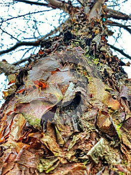 Betula davurica tree bark peeling off