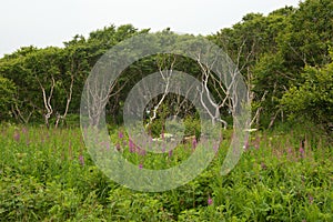 Betula ermanii, or Erman birch in Kamchatka, Russia