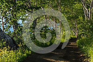 Betula ermanii on the top of the Nikolskaya Hill in city of Petropavlovsk-Kamchatsky.