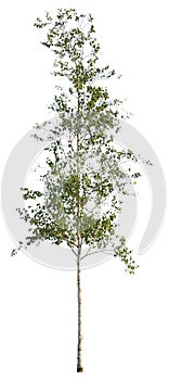 Betula, named also Birch, isolated on white background