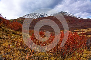 Betula nana in Mountains Altai in the fall
