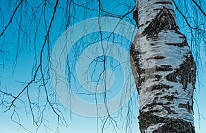 Betula pendula against blue sky