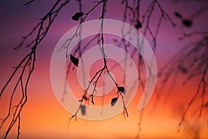 Betula pendula - birch twigs with petals at sunset with beautiful colorful sky