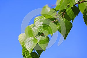 Betula Pendula Leaves Against Blue Sky