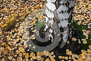 Betula pendula, Silver birch tree trunk and leaves in autumn