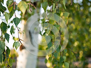 Betula pendula silver birch, warty birch, European white birch