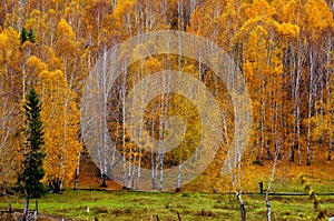 Betula platyphylla forest in Xinjiang