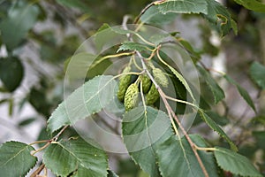 Betula pubescens branch close up