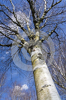 Betula utilis commonly known as Himalayan Birch