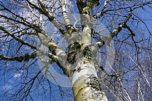 Betula utilis commonly known as Himalayan Birch