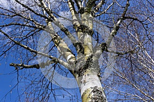 Betula utilis Himalayan Birch