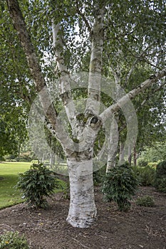 Betula utilis var jacquemontii