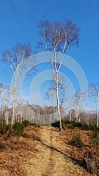 Betulla tree pathway cervello mountain photo