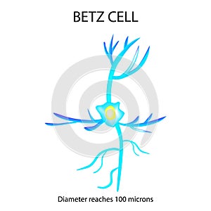 Betz cell. Neuron. Nerve cell. Infographics. Vector illustration on isolated background.