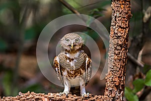 Beuatiful bird Spotted owlet on branch in park