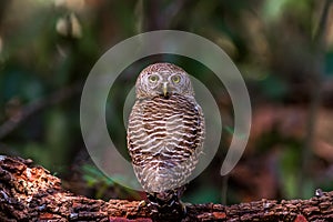 Beuatiful bird Spotted owlet on branch in park