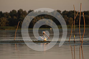 Beuatiful birds on Delta Danube, Romania