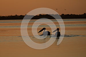 Beuatiful birds on Delta Danube, Romania