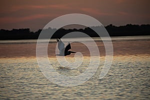 Beuatiful birds on Delta Danube, Romania