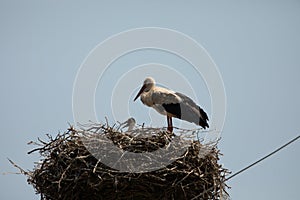 Beuatiful birds on Delta Danube, Romania