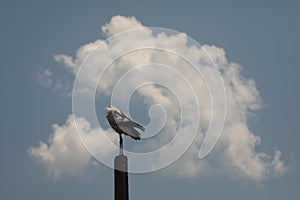 Beuatiful birds on Delta Danube, Romania